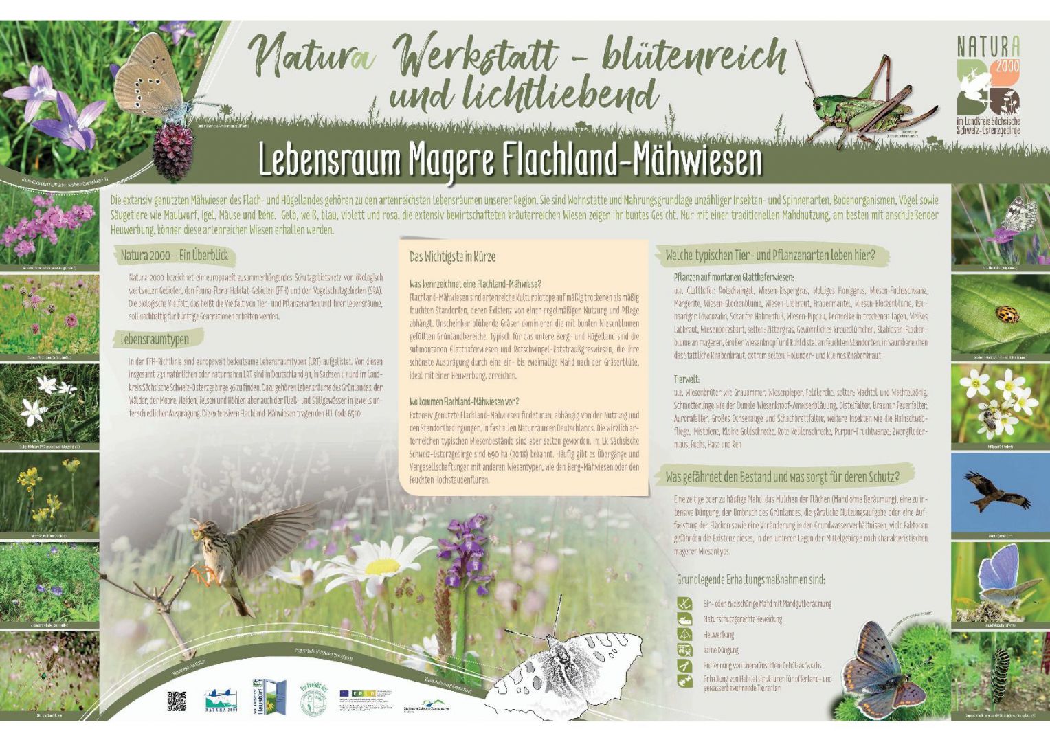 tl_files/downloads/Bilder Projekte/Projektstellen/Natura 2000 1.0/Tafeln/LRT Tafeln/LRT-Tafel_FL-Maehwiese.jpg